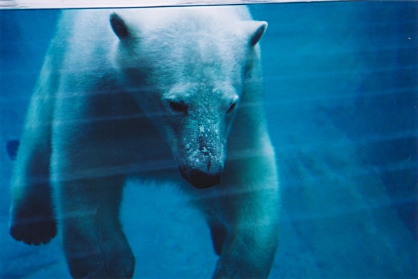 Polar Bear arctic Parc_aquarium Quebec  polaire