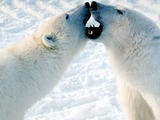 Polar Bear arctic Play fight osos