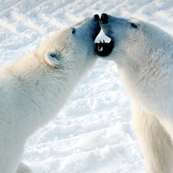 Polar Bear arctic Play fight osos