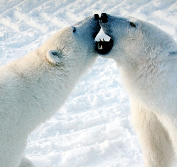 Polar Bear arctic Play fight osos
