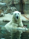 Polar Bear arctic Polar Bear Water Zoo