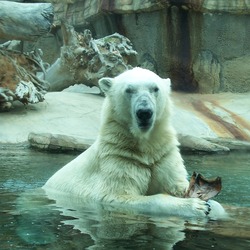 Polar Bear arctic Polar Bear Water Zoo