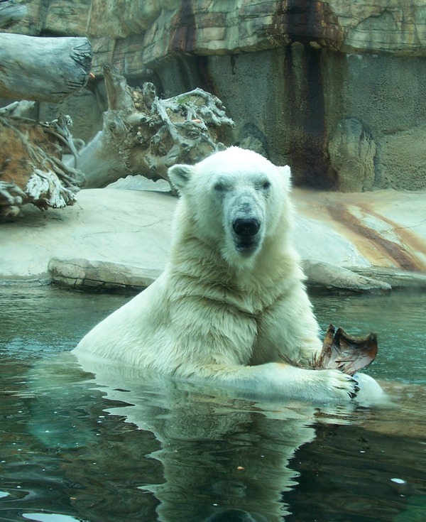 Polar Bear arctic Polar Bear Water Zoo