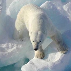 Polar Bear arctic Polar bear on ice