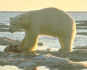 Polar Bear arctic Polar-bear
