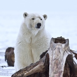 Polar Bear arctic Polar_Bear (2)
