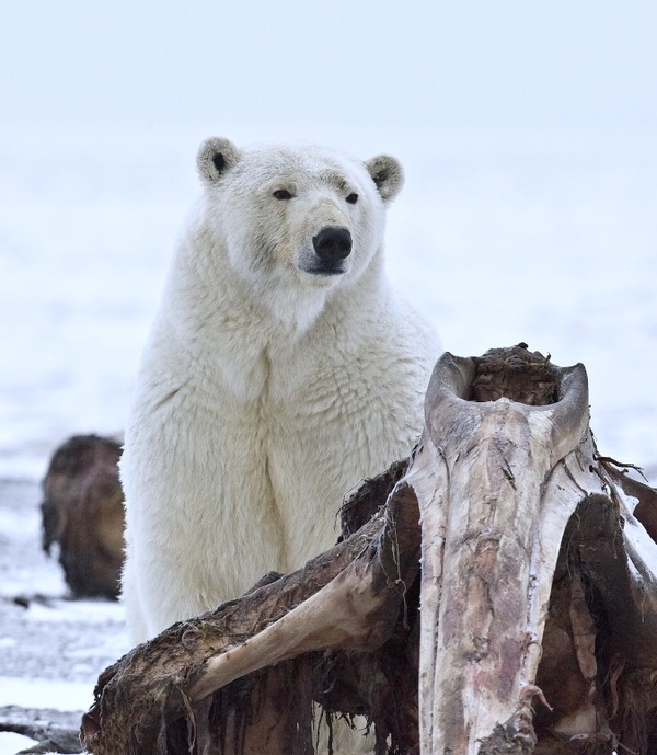 Polar Bear arctic Polar_Bear (2)