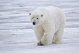 Polar Bear Photo Gallery