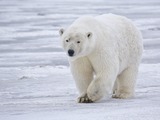 Polar Bear arctic Polar_Bear Alaska