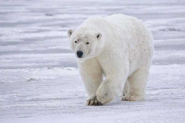 Polar Bear arctic Polar_Bear Alaska
