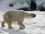 Polar Bear arctic Polar_Bear Buffalo_Zoo