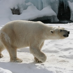 Polar Bear arctic Polar_Bear Buffalo_Zoo