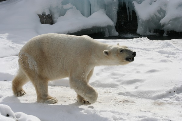 Polar Bear arctic Polar_Bear Buffalo_Zoo