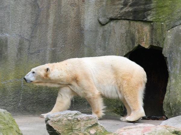 Polar Bear arctic Polar_Bear1