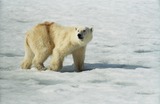 Polar Bear Photo Gallery