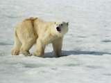 Polar Bear arctic Polar_Bear_(js)_1