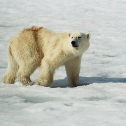 Polar Bear arctic Polar_Bear_(js)_1
