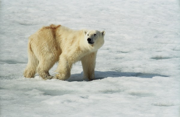 Polar Bear arctic Polar_Bear_(js)_1