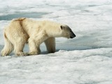 Polar Bear arctic Polar_Bear_(js)_2