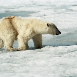 Polar Bear arctic Polar_Bear_(js)_2