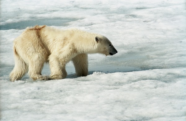Polar Bear arctic Polar_Bear_(js)_2