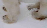 Polar Bear Photo Gallery