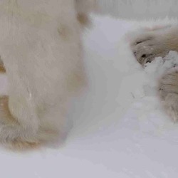 Polar Bear arctic Polar_Bear_1166_-_17-11-06