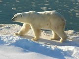 Polar Bear Photo Gallery