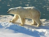 Polar Bear arctic Polar_Bear_2004-11-15