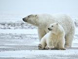 Polar Bear arctic Polar_Bear_ANWR_1