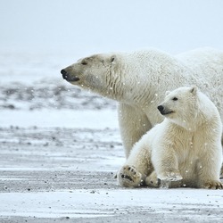 Polar Bear arctic Polar_Bear_ANWR_1