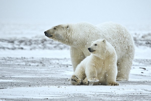 Polar Bear arctic Polar_Bear_ANWR_1