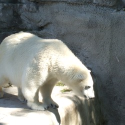 Polar Bear arctic Polar_Bear_Buffalo_Zoo