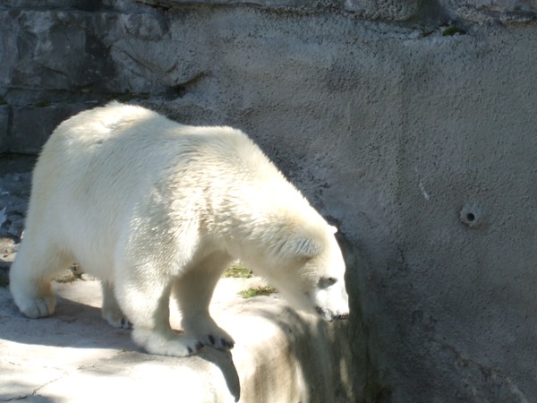 Polar Bear arctic Polar_Bear_Buffalo_Zoo