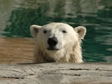 Polar Bear arctic Polar_Bear_Head