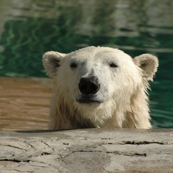 Polar Bear arctic Polar_Bear_Head