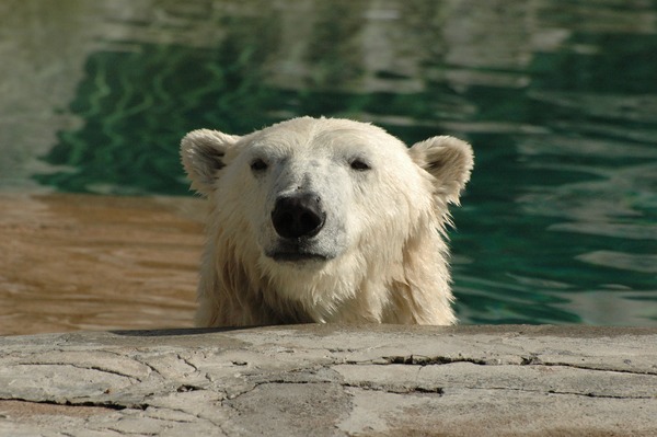 Polar Bear arctic Polar_Bear_Head