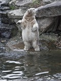 Polar Bear arctic Polar_Bear_Knut_@_Berlin_Zoo_in_November_2007_01
