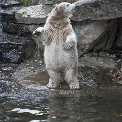 Polar Bear arctic Polar_Bear_Knut_@_Berlin_Zoo_in_November_2007_01