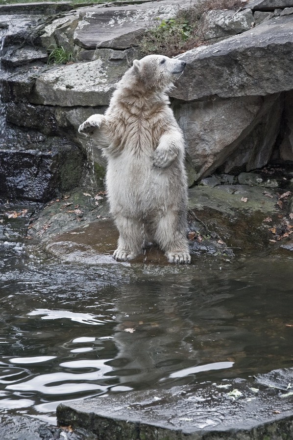 Polar Bear arctic Polar_Bear_Knut_@_Berlin_Zoo_in_November_2007_01