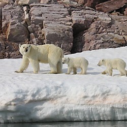 Polar Bear arctic Polar_Bear_Mother_and_Cubs_detail