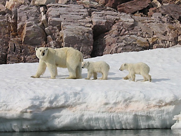 Polar Bear arctic Polar_Bear_Mother_and_Cubs_detail