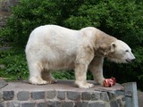 Polar Bear arctic Polar_Bear_at_Edinburgh_Zoo