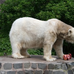 Polar Bear arctic Polar_Bear_at_Edinburgh_Zoo
