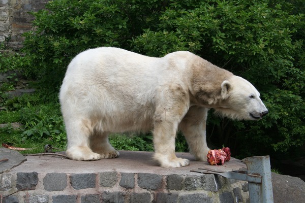 Polar Bear arctic Polar_Bear_at_Edinburgh_Zoo