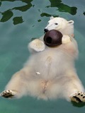 Polar Bear arctic Polar_Bear_floating