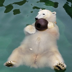 Polar Bear arctic Polar_Bear_floating