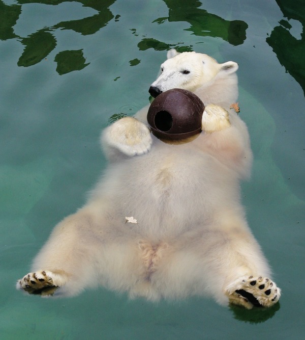 Polar Bear arctic Polar_Bear_floating