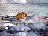 Polar Bear Photo Gallery