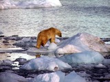 Polar Bear arctic Polar_Bear_on_Ice